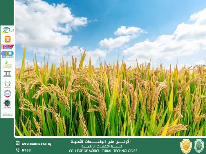 مقالة علمية للتدريسي م.م رعد طلال تومان بعنوان الأدغال في حقول الرز تأثيراتها وطرق مكافحتها