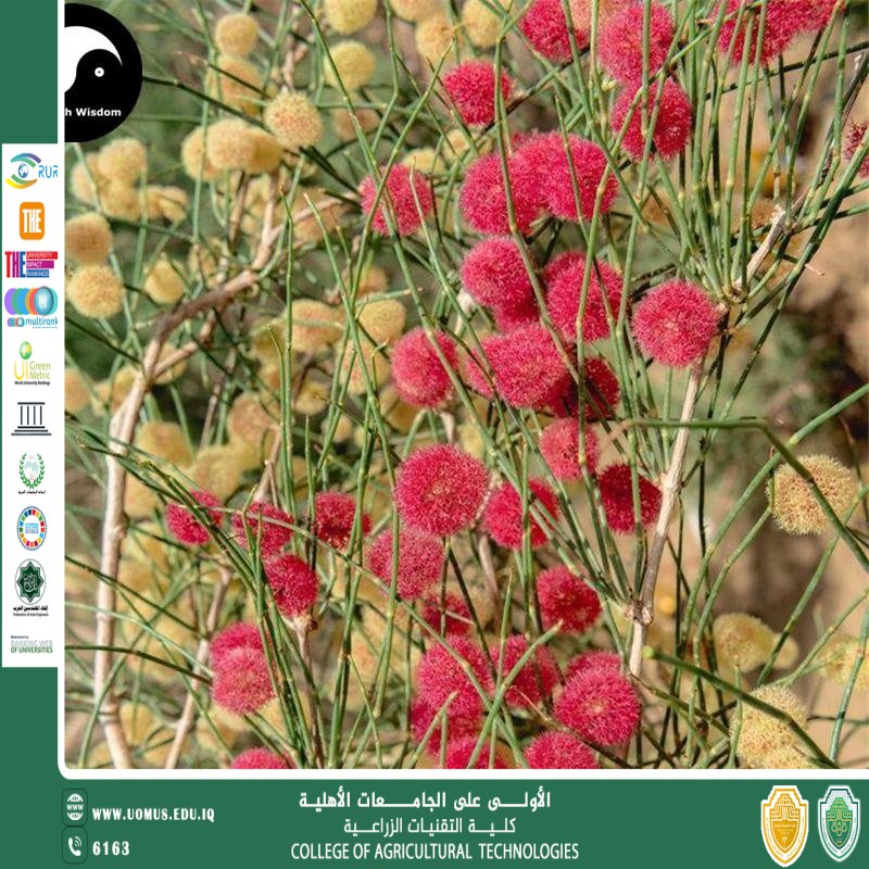 مقالة للتدريسي أ.د مهدي عبد الكاظم بعنوان النباتات الصحراوية الطبية دراسة في الخصائص الفعّالة لنبات الأرطى (Calligonum comosum)