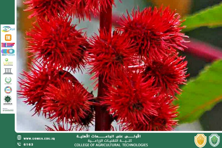 مقالة للتدريسي أ.د مجيد كاظم عباس بعنوان النباتات السامة Poisonous Plants     