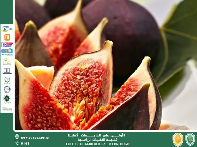 مقالة للتدريسي م.م رعد طلال تومان بعنوان فاكهة التاريخ وكنز الفوائد الصحية