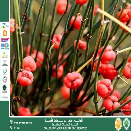 مقالة للتدريسي م.م رعد طلال تومان بعنوان نبات الإفيدرين (Ephedra) التركيب الكيميائي، الفعالية الطبية، والمخاطر الصحية
