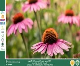 مقالة للتدريسي م.م رعد طلال تومان بعنوان الإكناسيا نبات طبي ذو أهمية علاجية وصيدلانية واسعة