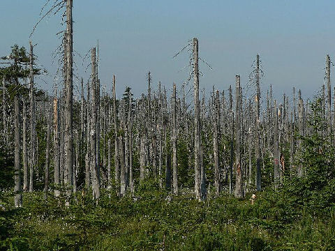 Acid Rain is a serious Environmental problem