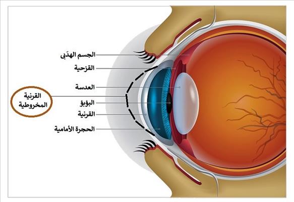 مقالة علمية للتدريسي م.م مروان هشام محمد بعنوان (القرنية (Cornea))