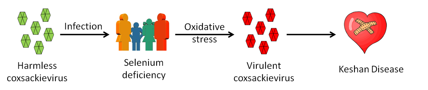 default image