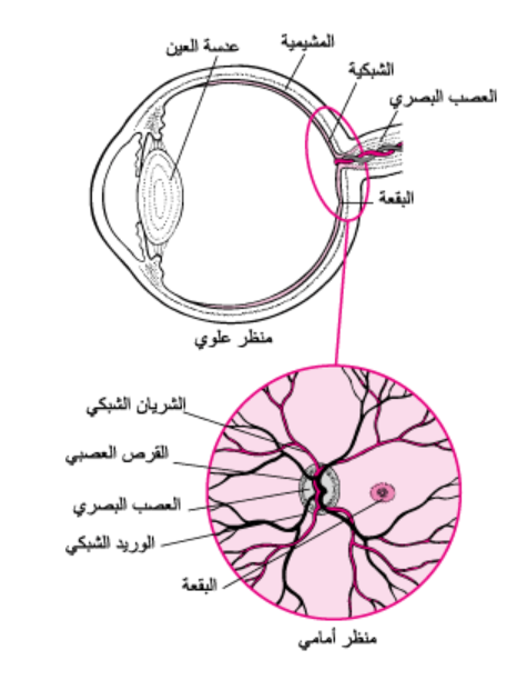 الاضطرابات الشبكية