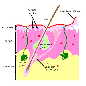  م.م دعاء ساهي Skin functions and Layers