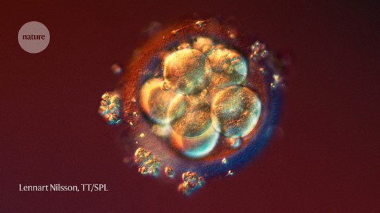 What’s next for lab-grown human embryos?