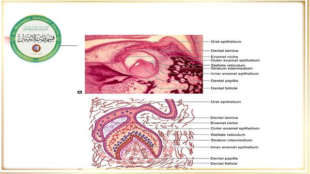 The Department of Dentistry holds an electronic scientific symposium entitled STAGES OF TOOTH MORPHOLOGY