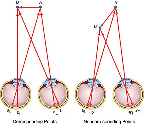 مقالة علمية للتدريسية هالة محمد صبحي بعنوان (Physics of Vision)