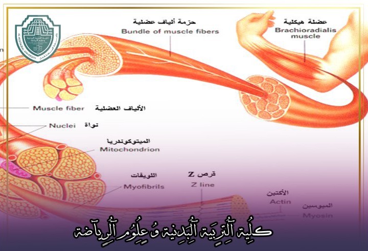 مقالة علمية بعنوان "العضلات الهيكلية والانقباض العضلى"للتدريسي في كلية التربية الرياضية  (أ.د سعد فتح الله العالم)