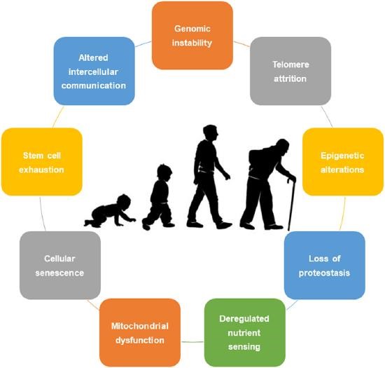 Theories of Aging 