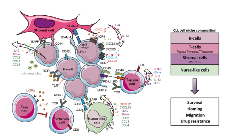 Abberant Immunophenotyping in Chronic Lymphocytic Leukemia (CLL) by  dr. athmar Mohammed Reda