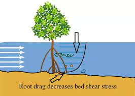 Understanding Momentum Drag Force Losses of Water Flow Through  Aquatic Plants