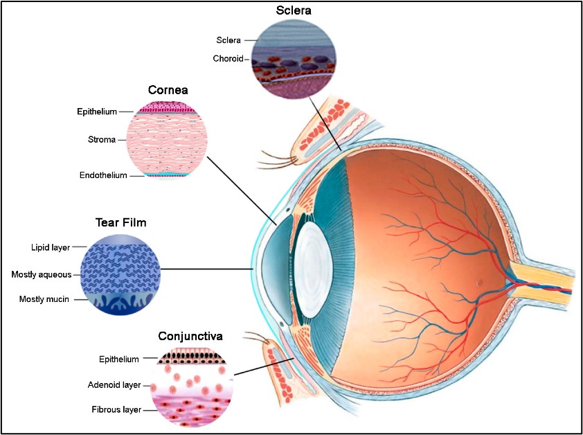 A scientific article by A.L. Hala Muhammad Subaihi entitled ("Biophysical Mechanisms of Ocular Function: Understanding Vision through Physics")