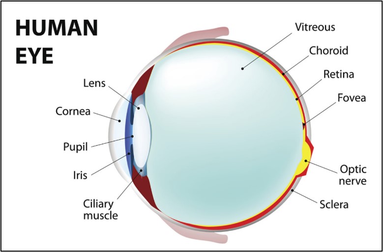 A scientific article by A.L. Hala Muhammad Subaihi entitled (The Physics of Vision: From Light to Neural Signals)