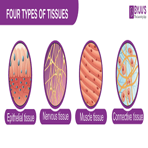 Human Histology