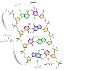 مقالة بعنوان "اليوم العالمي لاكتشاف الحامض النووي منقوص الاوكسجين DNA"