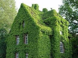 Building a Sustainable Future: The Rise of Green Building Practices