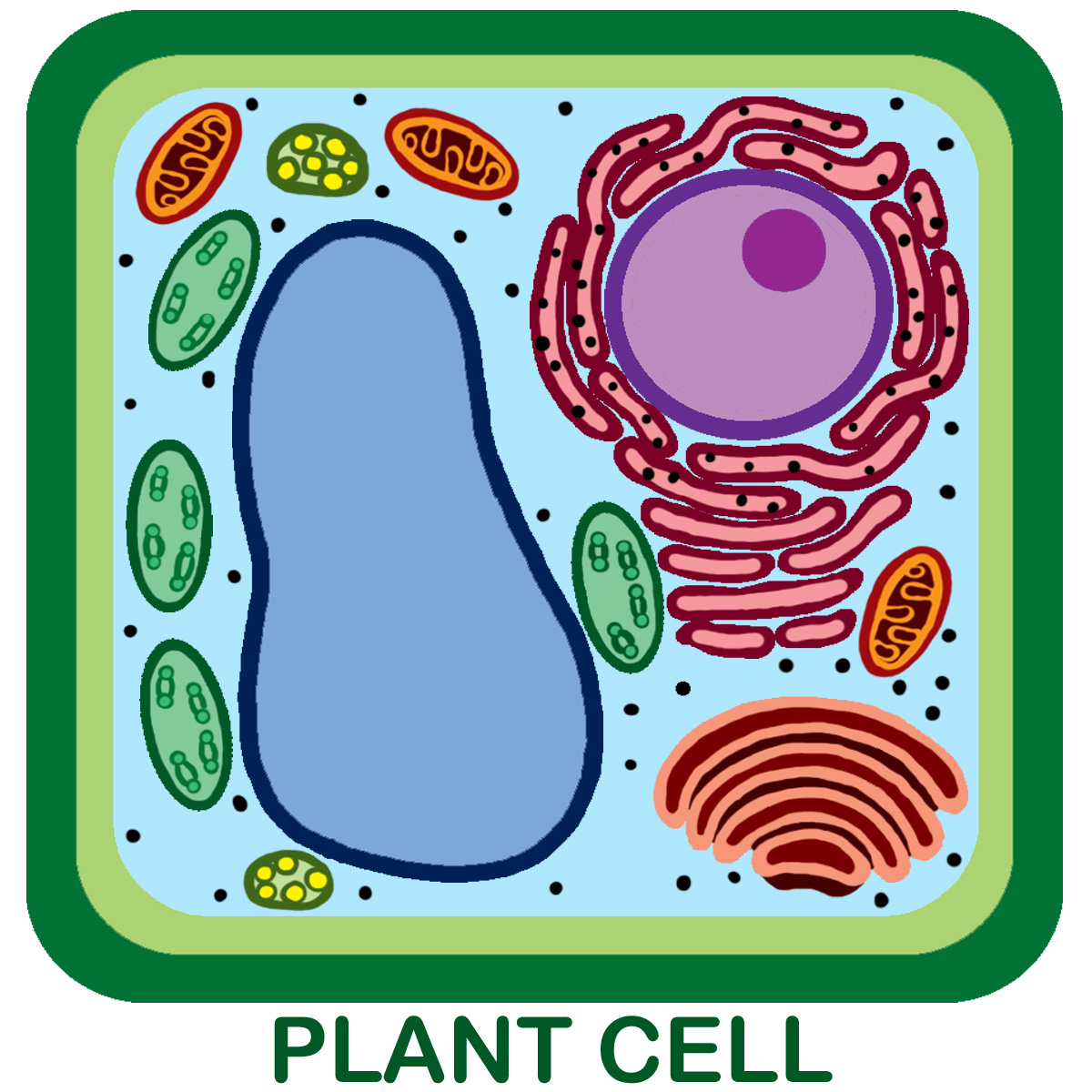 مقالة علمية للانسة نور الهدى عزمي حسن بعنوان " Plant Cell الخلية النباتية "