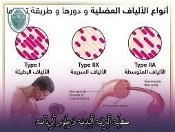 مقالة علمية بعنوان "الالياف العضلية وانواعها "للتدريسي في كلية التربية الرياضية  (م.م الحسن علي خالد)