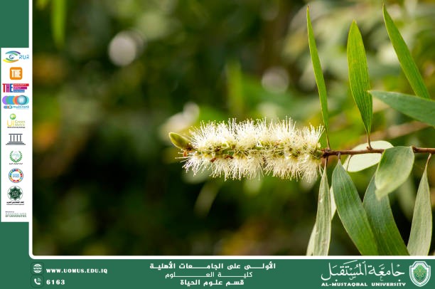 A scientific article by Ms. Noor Al-Huda Azmi Hassan entitled "The white willow"