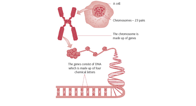 مقالة علمية للتدريسية( سارة رحيم حمزة ) بعنوان ""gene therapy for cancer""