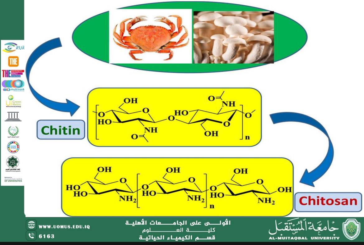 مقالة علمية للتدريسية زهراء حازم بعنوان (استخدام الكيتين والكيتوسان في تحضير مواد حيوية مبتكرة   )