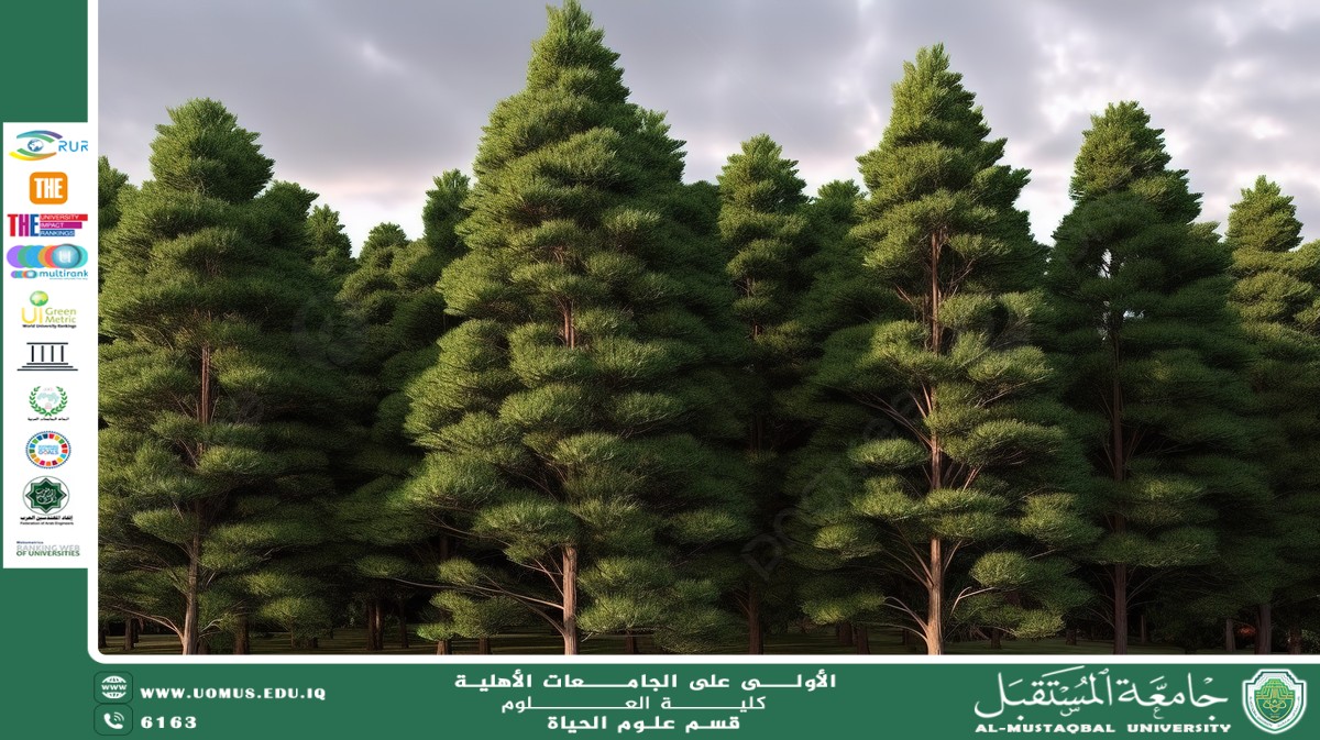 مقالة علمية للانسة نور الهدى عزمي بعنوان "شجرة الصنوبر  "