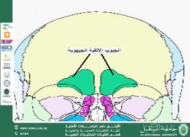 default image