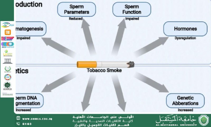 The Effects of Cigarette Smoking on Male Fertility