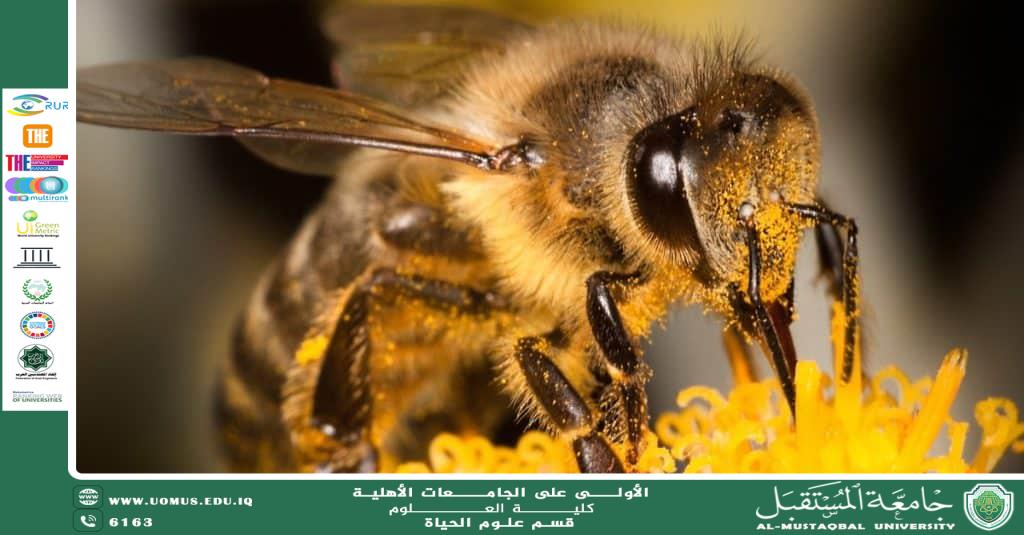 مقالة علمية للتدريسية (م.م ضحى عبد الامير محمد) بعنوان "النحل وفوائده"