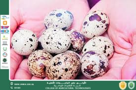 فوائد بيض السمان من الناحية الغذائية والصحية