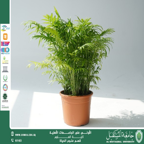 مقالة علمية للتدريسية (م.م زينب ناظم عزيز ) بعنوان "  نبات الأريكا (Areca Palm)"
