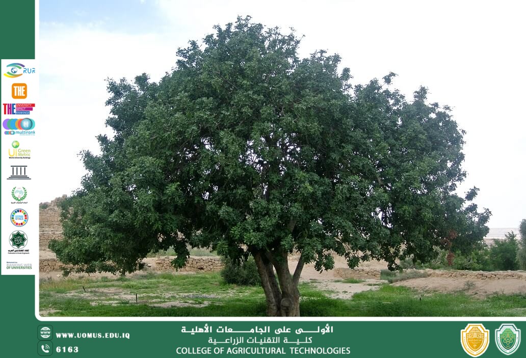مقالة علمية للتدريسي أ.د مجيد كاظم عباس بعنوان شجرة الخروب 