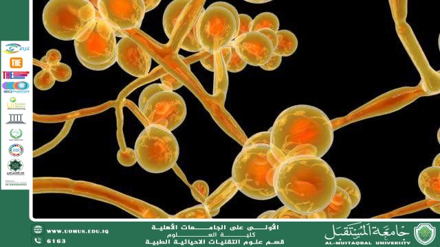 مقالة علمية للمعيد ( احمد جلال نعمة) بعنوان "الفطريات المجهرية"