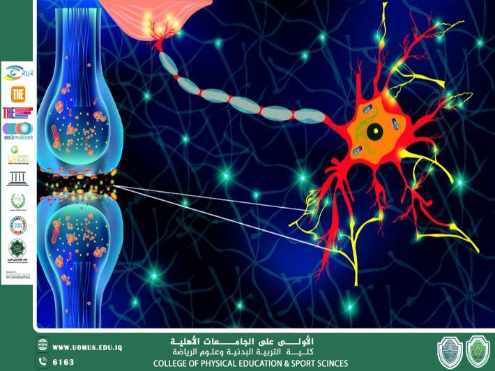 مقالة للتدريسية م.م لينا محي هادي بعنوان (نظرية المسارات العصبية واكتساب المهارات الرياضية)