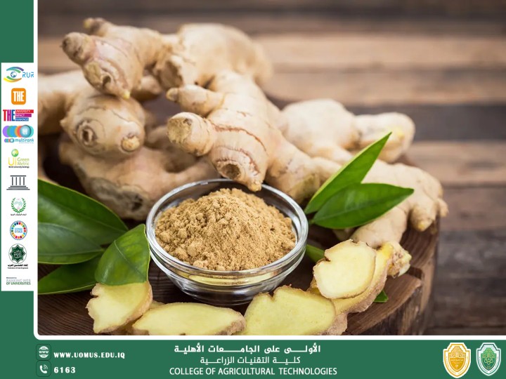 مقالة علمية للتدريسي م.م رعد طلال تومان بعنوان الزنجبيل (Zingiber officinale): نبات طبي متعدد الفوائد ودراسة في النواتج الطبيعية