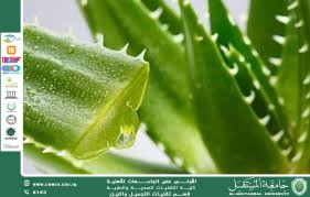 مقالة علمية للست شهد نورس استخدامات الصبار في التجميل: فوائد طبيعية لبشرة وشعر صحيين