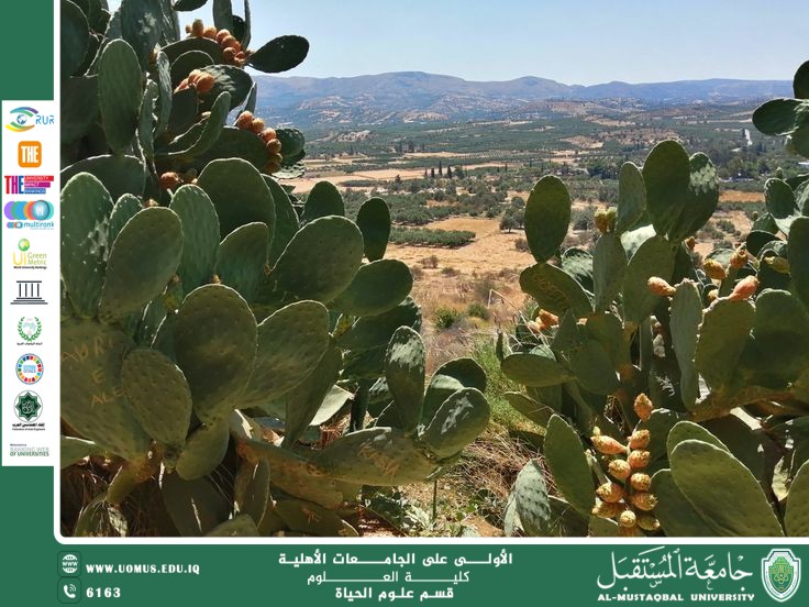 مقالة علمية للانسة نور الهدى عزمي حسن بعنوان " تكيف النباتات في البيئات الجبلية  "