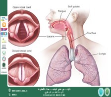 مقالة بعنوان الاضطرابات الصوتية المصاحبة لخلل النطق التشنجي (Spasmodic Dysphonia - SD)