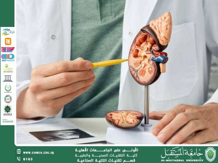 الفرق بين ضمور الكلى(Renal Atrophy) والفشل الكلوي(Kidney Failure)