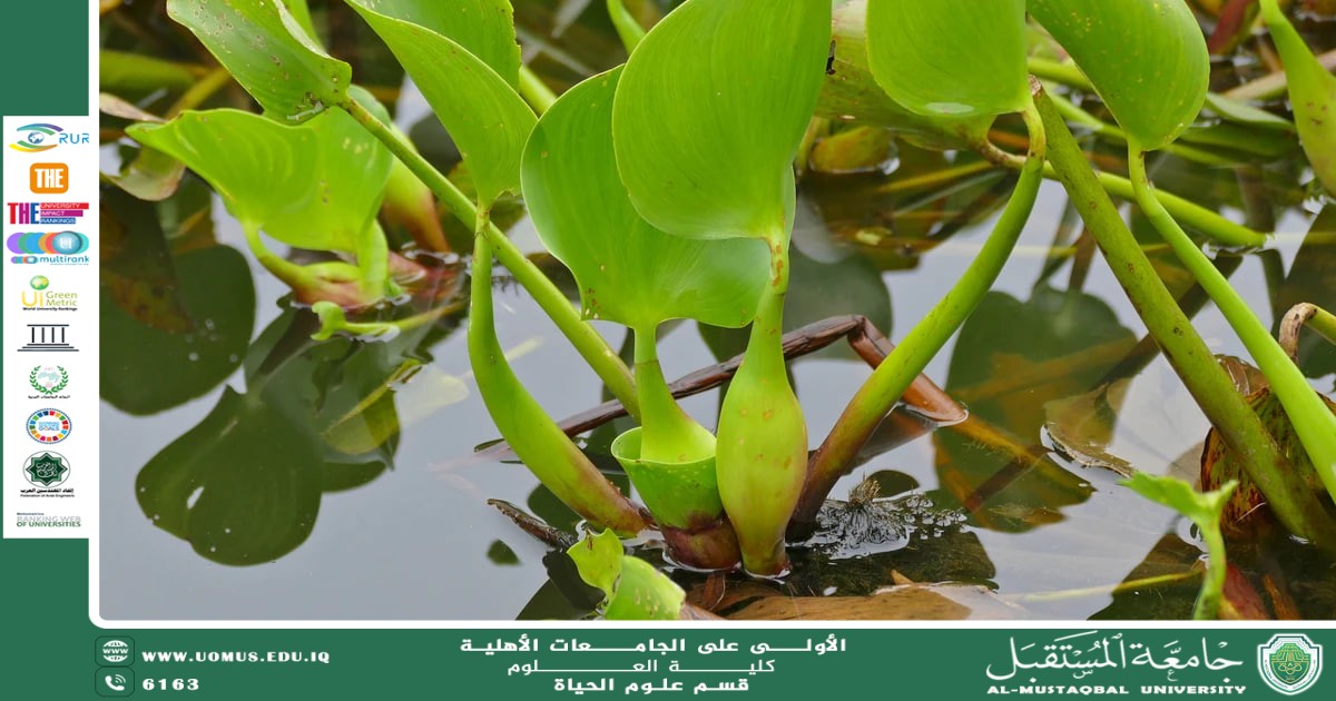 A scientific article by teaching assistant Banin Maan Karim entitled "Root Structure and Hydrological Adaptation"