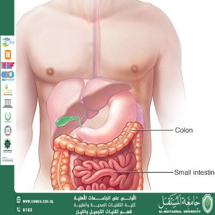 مقاله علميه بعنوان نقص اللاكتيز: حالة شائعة تؤثر على هضم الحليب للست شهد نورس عباس 