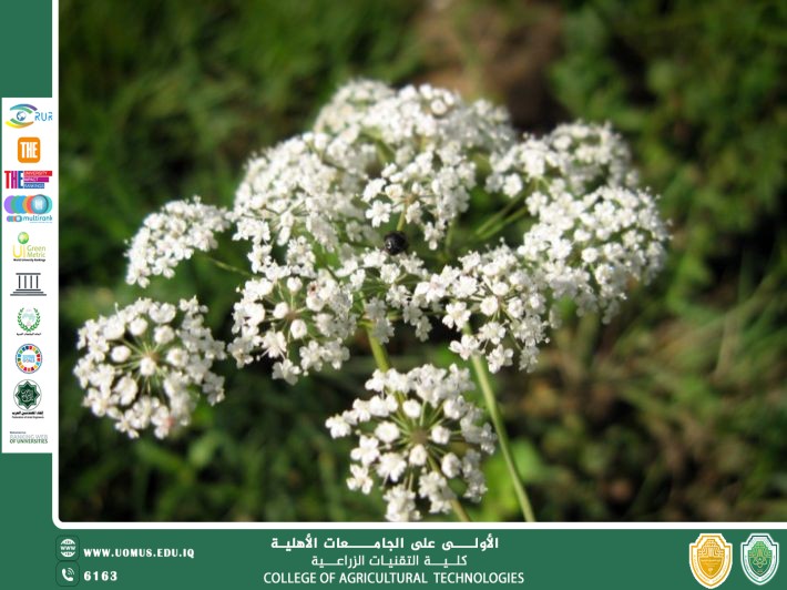 مقالة علمية للتدريسي م.م رعد طلال تومان بعنوان من الطب القديم إلى الحذر الحديث الوجه السام لنبات الشوكران