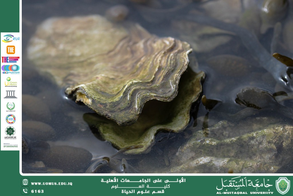 A scientific article by teaching assistant Banin Maan Karim entitled "How do marine life help purify water from pollutants "