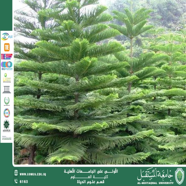 مقالة علمية للتدريسية م.م زينب ناظم عزيز  بعنوان " شجرة الأروكاريا "