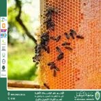 مقالة علمية للست شهد نورس عباس بعنوان حدائق النحل: مساحات صغيرة لإنقاذ كوكب كبير