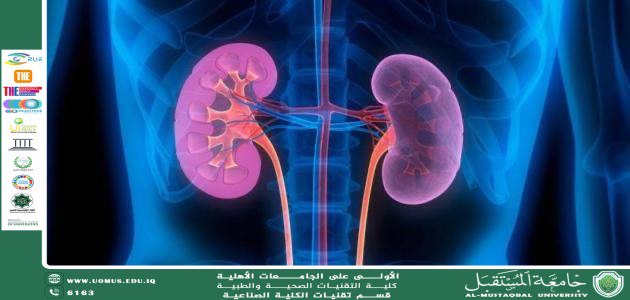 Causes of Kidney Enlargement, Diagnostic Methods, and Treatment Options