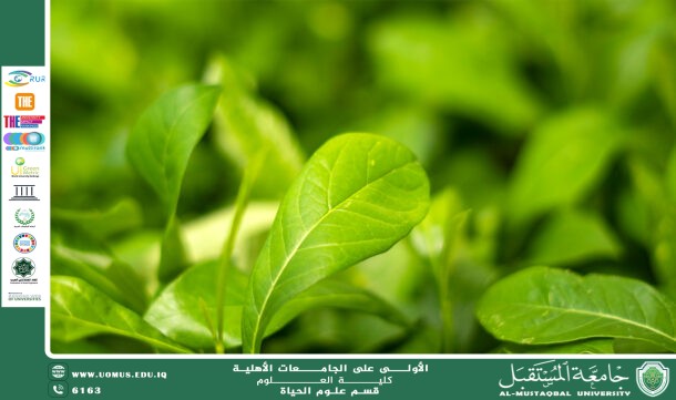 مقالة علمية للمعيده بنين معن كريم بعنوان "الهرمونات النباتية ودورها في تعزيز مقاومة النباتات للملوحة "